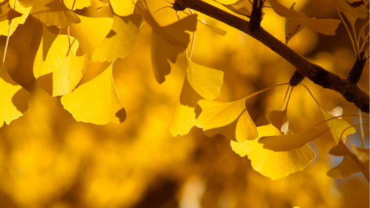 Ginkgo
